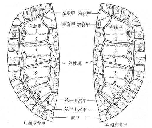 龜背甲