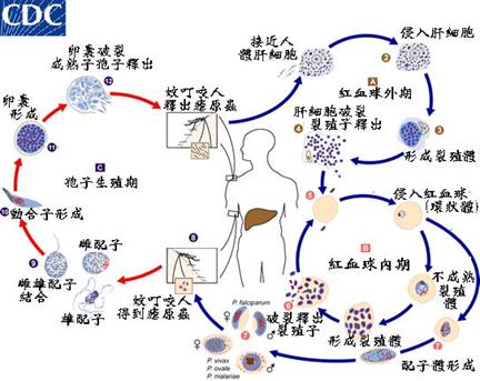 Plasmodium_life
